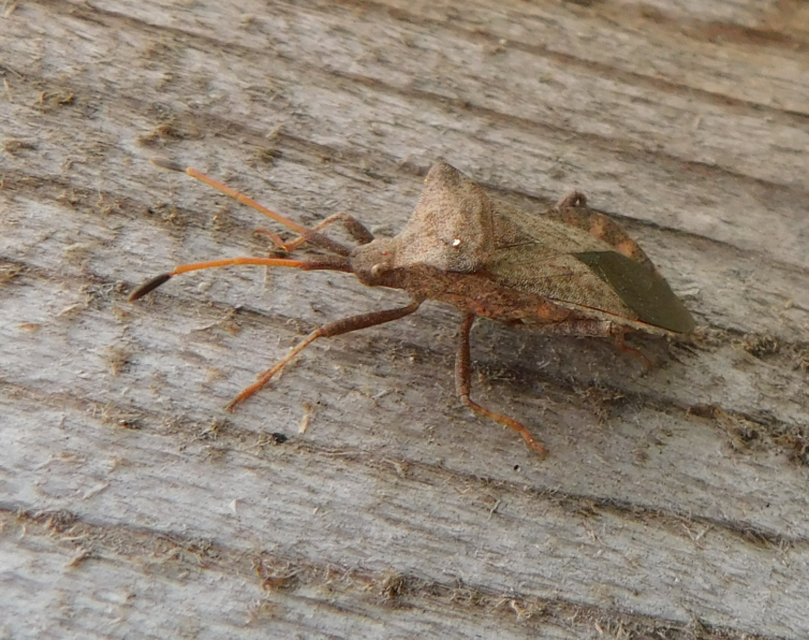 Coreus marginatus - közönséges karimáspoloska