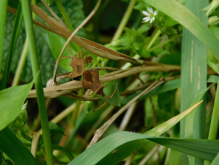 Syromastus rhombeus - vitorlás karimáspoloska