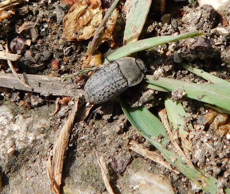 Opatrum sabulosum - sároshátú gyászbogár