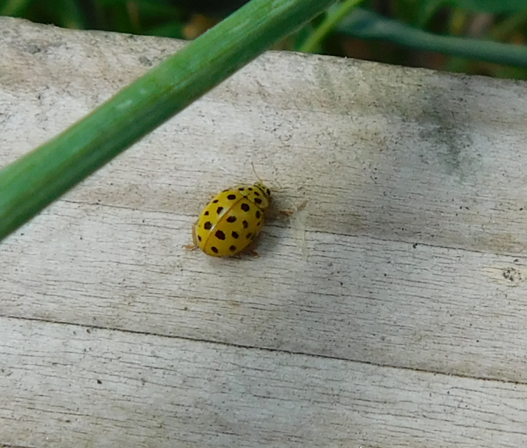 Psyllobora vigintiduopunctata - huszonkétpettyes katica
