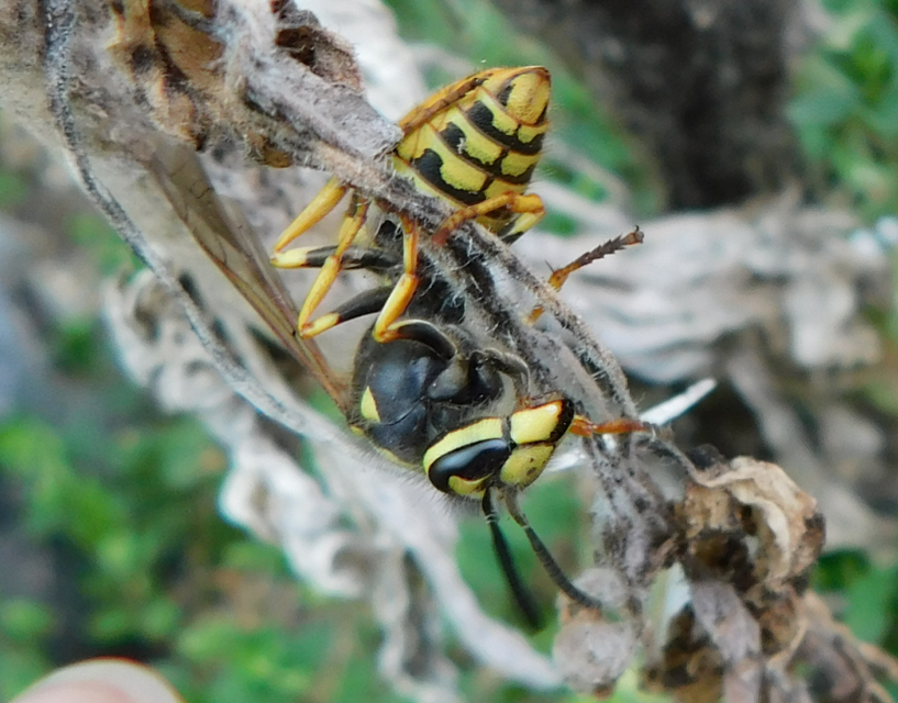 Vespula germanica - német darázs