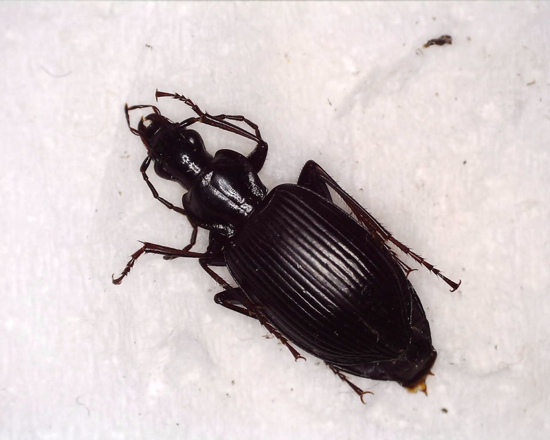 Limodromus assimilis - vöröslábú kisfutó