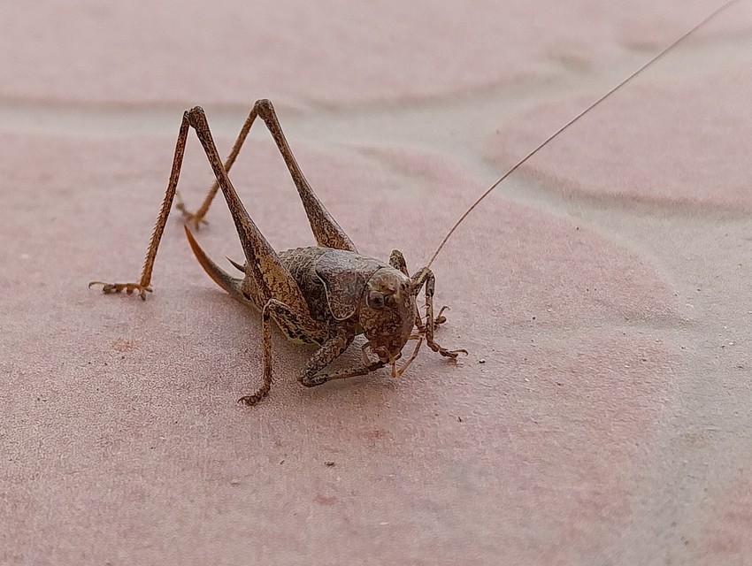 Pholidoptera griseoaptera - szürke avarszöcske