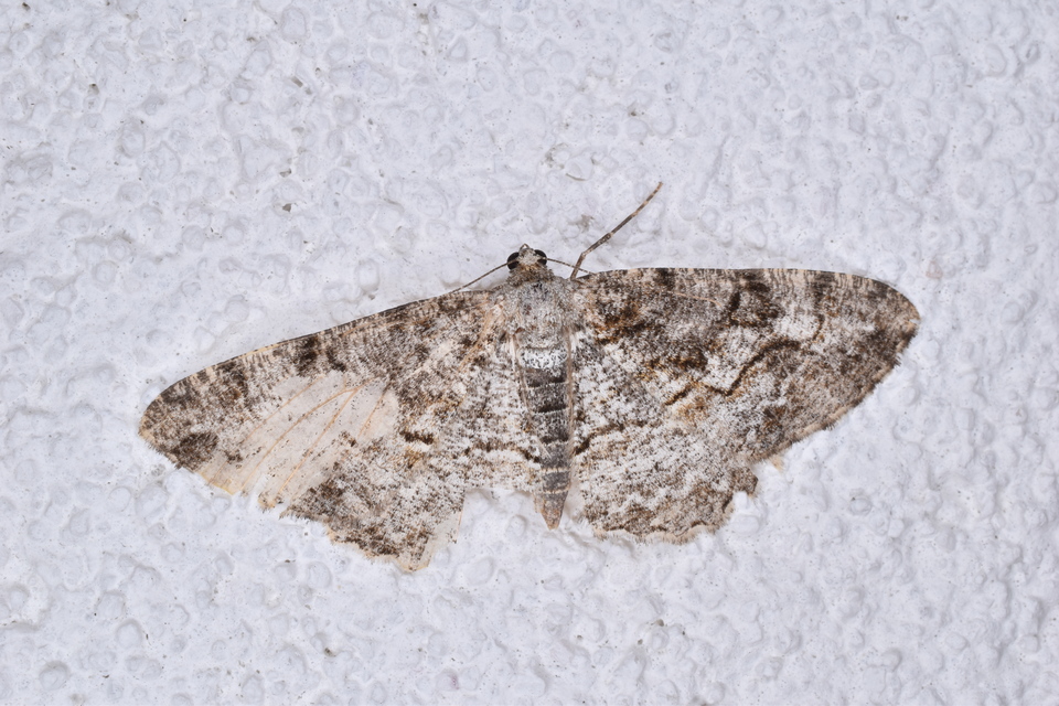 Alcis repandata - foltos faaraszoló