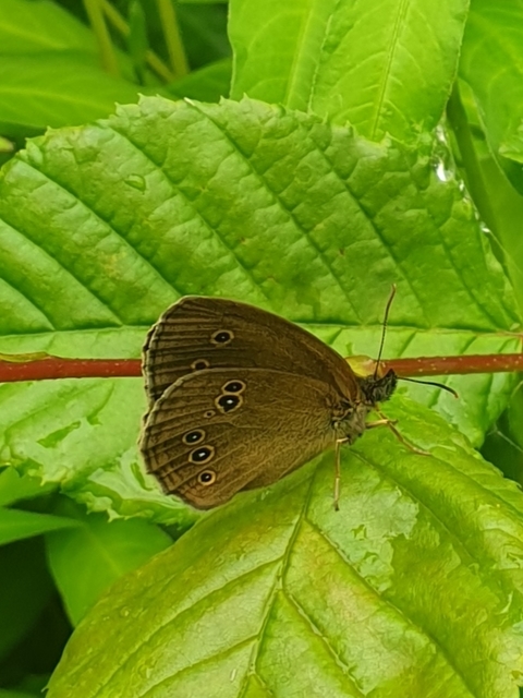 Aphantopus hyperanthus - közönséges ökörszemlepke