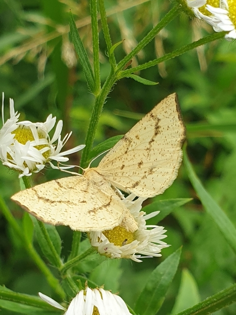 Hypoxystis pluviaria - hegyesszárnyú lápiaraszoló