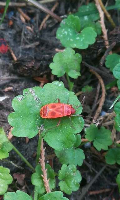Pyrrhocoris apterus - verőköltő poloska