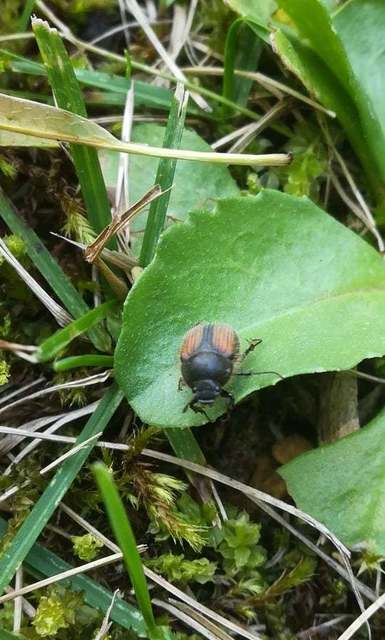 Omaloplia nigromarginata - szegélyes kiscserebogár