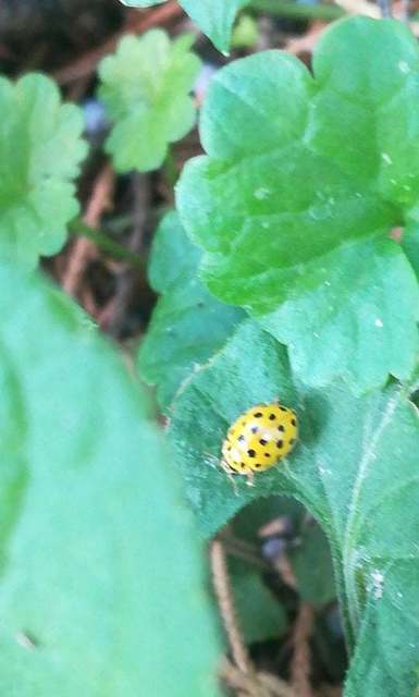 Psyllobora vigintiduopunctata - huszonkétpettyes katica