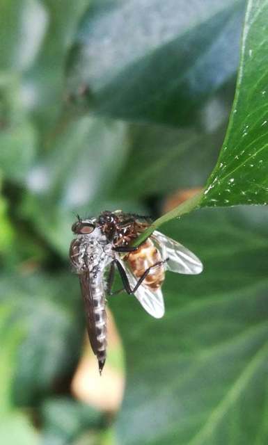 Tolmerus atripes