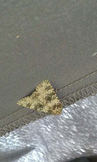 Hecatera dysodea - parajbagoly
