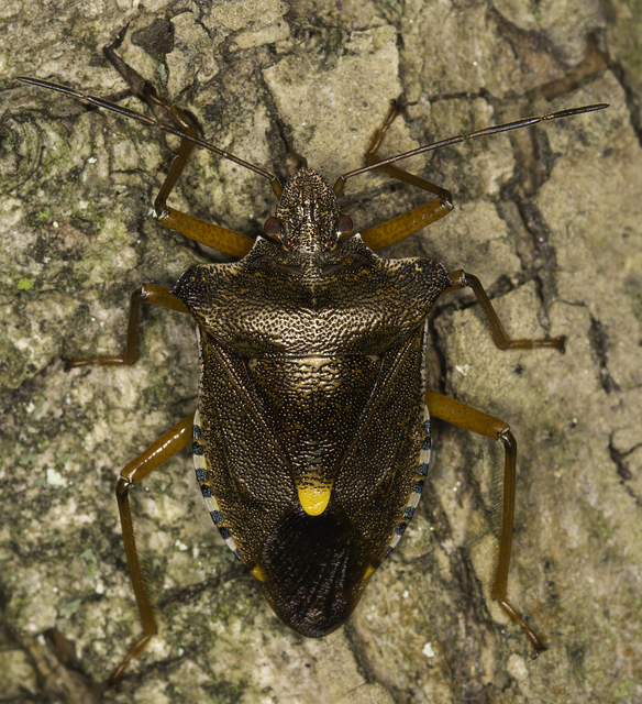 Pentatoma rufipes - vöröslábú címerespoloska Pentatoma rufipes - vöröslábú címerespoloska