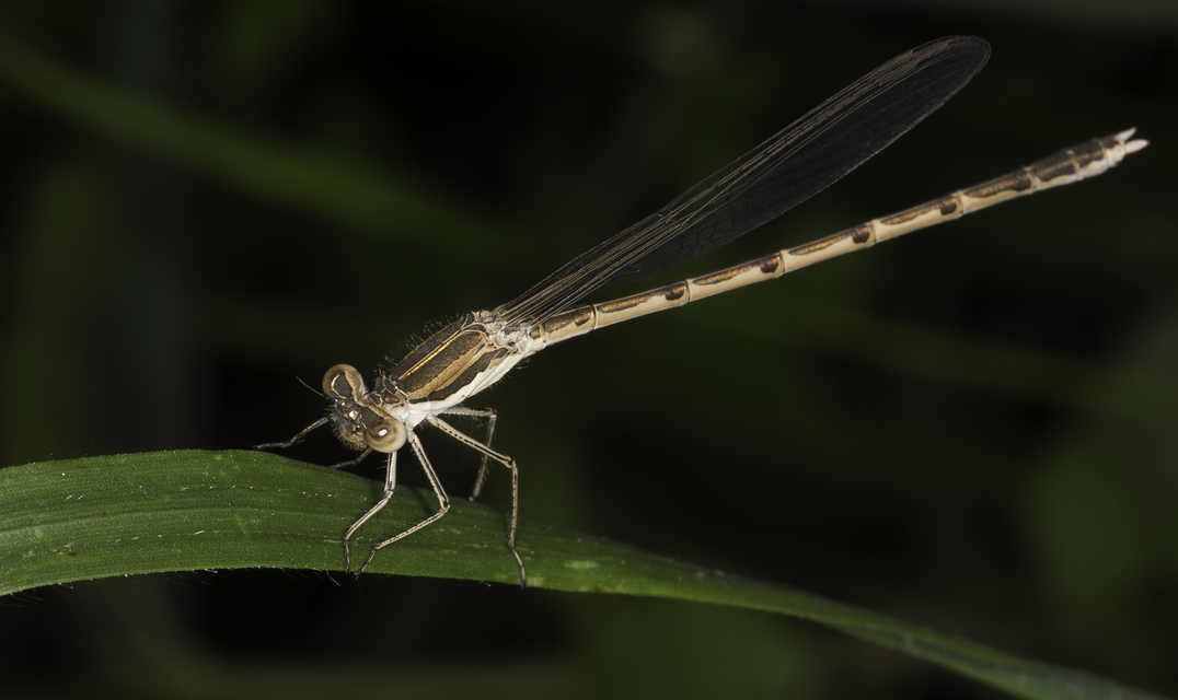 Sympecma fusca - téli rablószitakötő