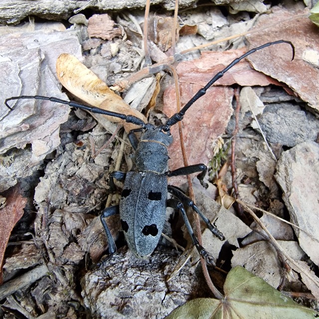 Morimus asper funereus - gyászcincér