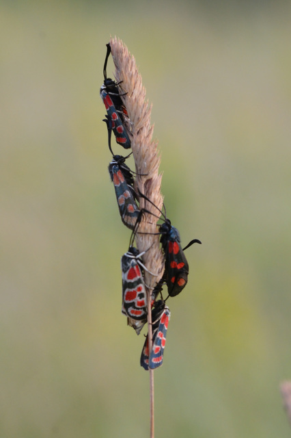 Zygaena carniolica - fehérgyűrűs csüngőlepke