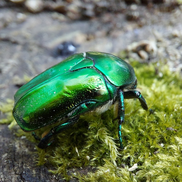 Protaetia affinis - smaragdzöld virágbogár
