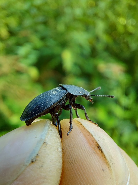 Silpha obscura - közönséges dögbogár