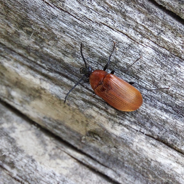 Pseudocistela ceramboides - narancssárga alkonybogár