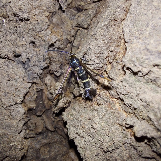 Sesiidae - szitkárfélék