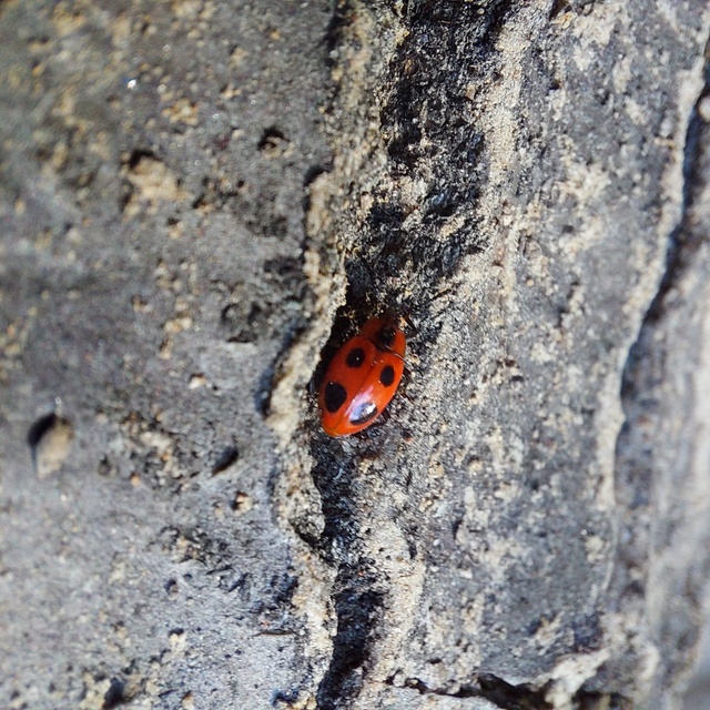 Endomychus coccineus - négypettyes álböde