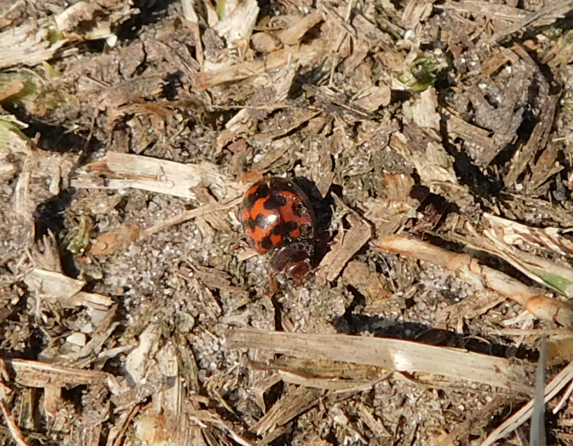 Subcoccinella vigintiquatuorpunctata - lucernaböde