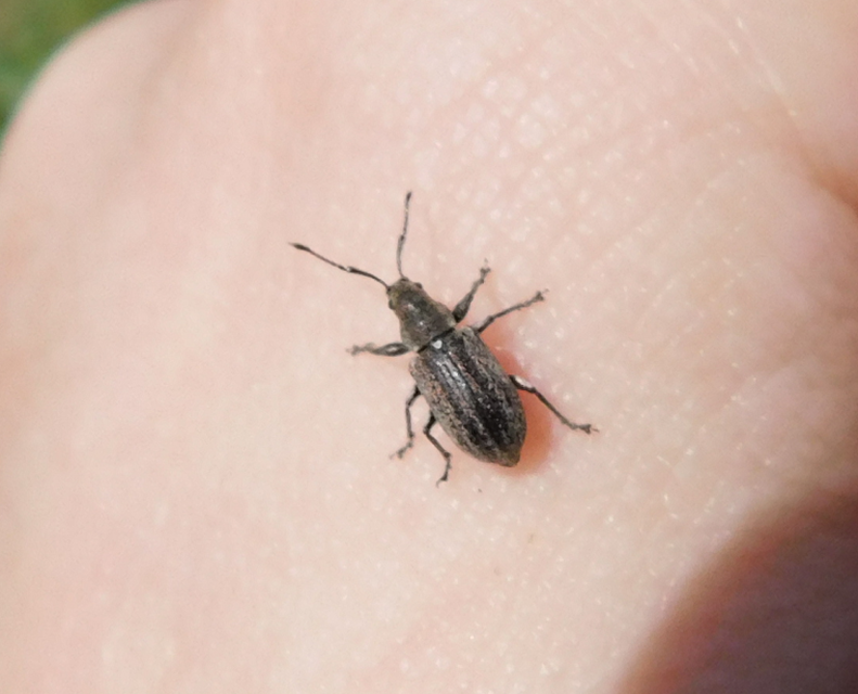Phyllobius pyri - gyümölcsfa-levélormányos