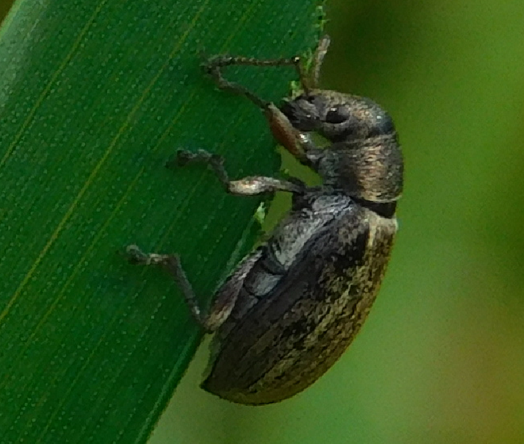 Phyllobius pyri - gyümölcsfa-levélormányos