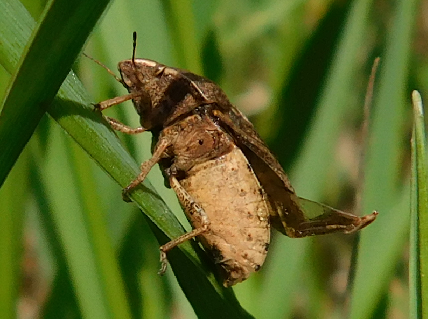 Eurygaster Eurygaster