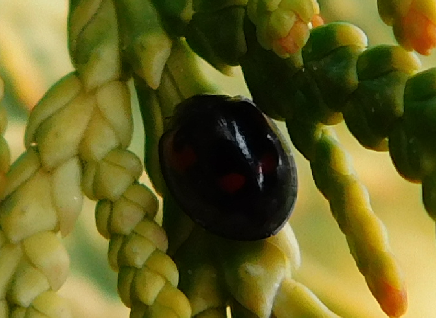 Exochomus quadripustulatus - négyfoltos szerecsenkata