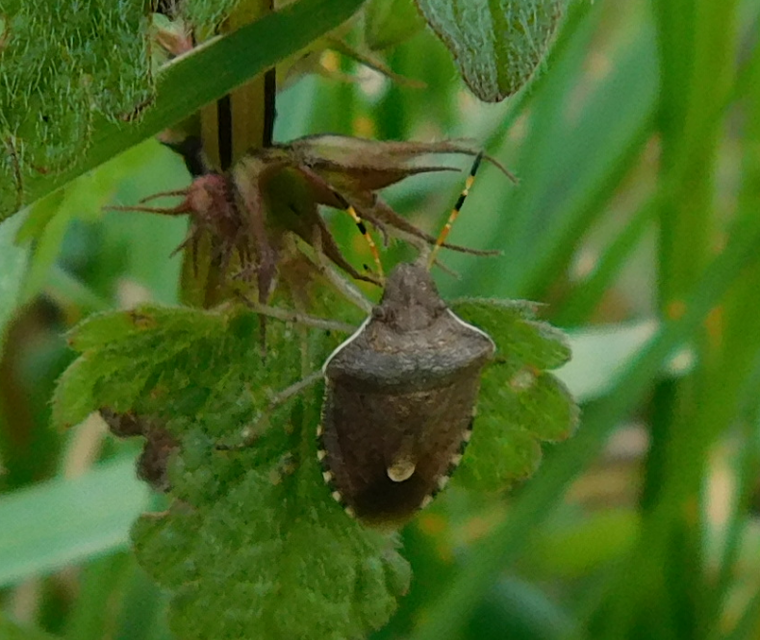 Peribalus strictus - tavaszi címerespoloska Peribalus strictus - tavaszi címerespoloska