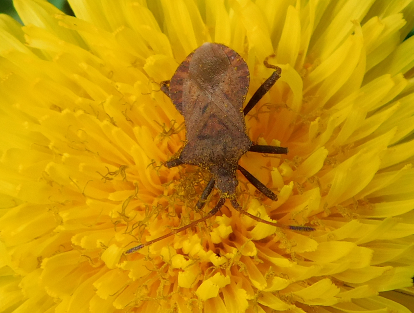 Coreus marginatus - közönséges karimáspoloska