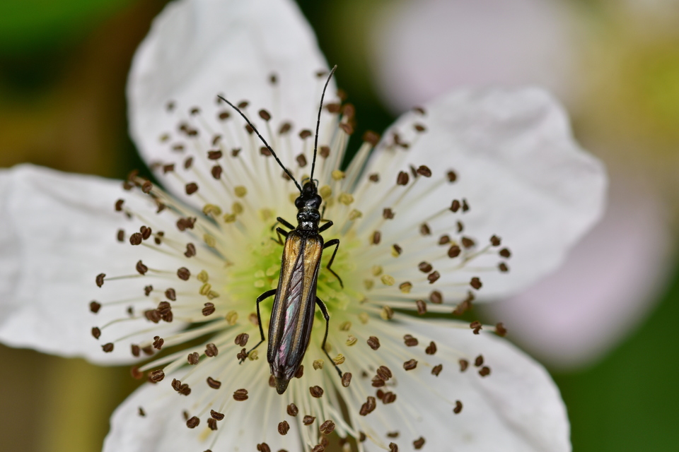 Oedemera pthysica - feketeszegélyű álcincér Oedemera pthysica - feketeszegélyű álcincér