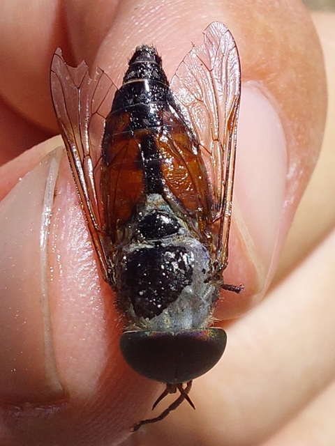 Tabaninae