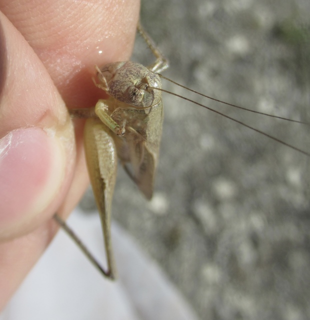 Platycleis grisea - szürke rétiszöcske