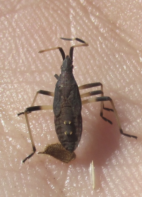 Dicranocephalus