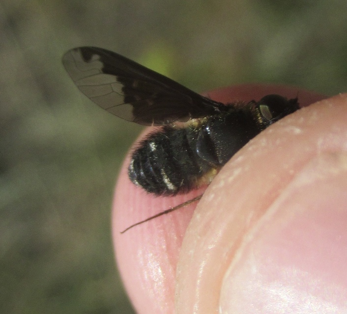 Hemipenthes velutina - bársonyos gyászlégy