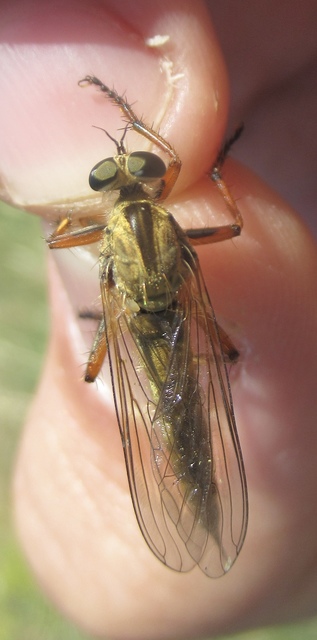 Aneomochtherus flavipes