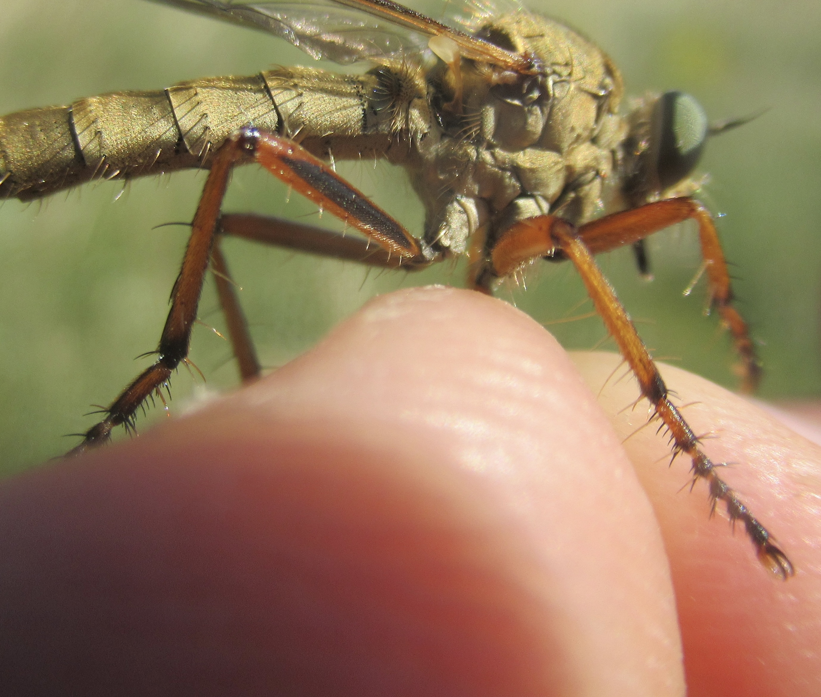 Aneomochtherus flavipes