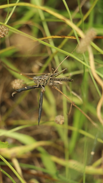 Platycleis affinis - púposhasú rétiszöcske