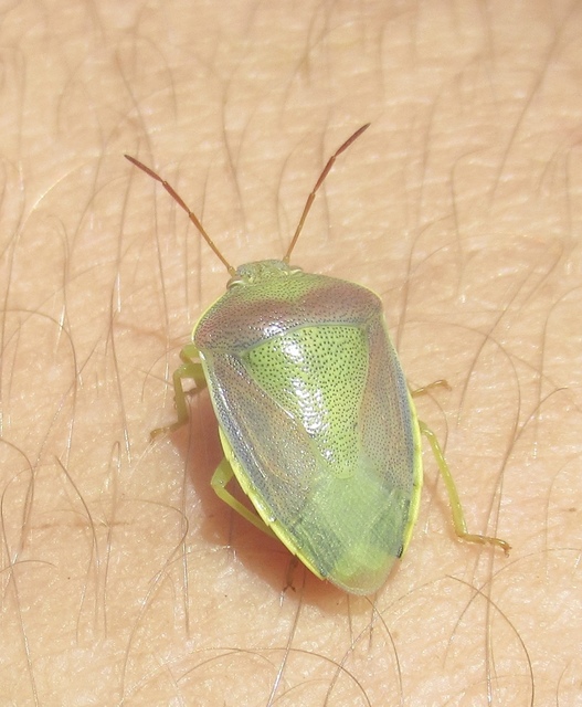 Piezodorus lituratus - bíboros címerespoloska Piezodorus lituratus - bíboros címerespoloska