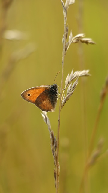 Coenonympha pamphilus - kis szénalepke