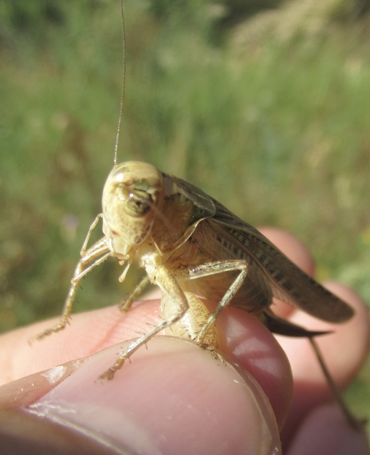 Platycleis affinis - púposhasú rétiszöcske