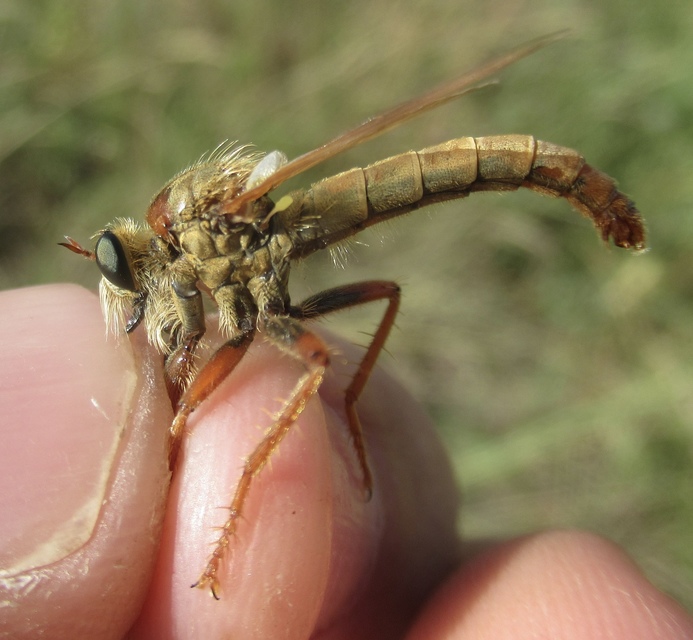 Stenopogon sabaudus