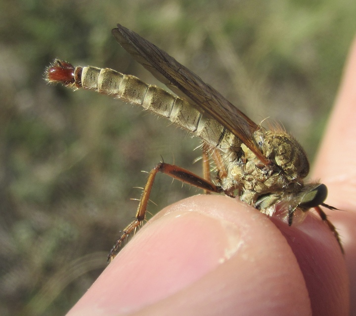 Aneomochtherus flavipes