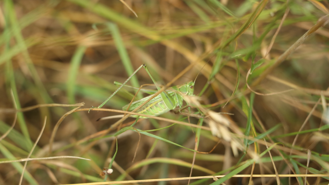 Gampsocleis glabra - tőrös szöcske