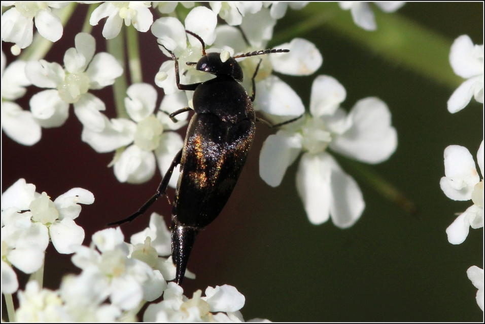 Mordellidae - marókafélék