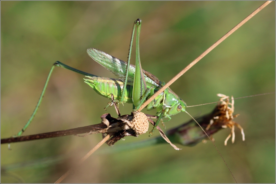 Gampsocleis glabra - tőrös szöcske