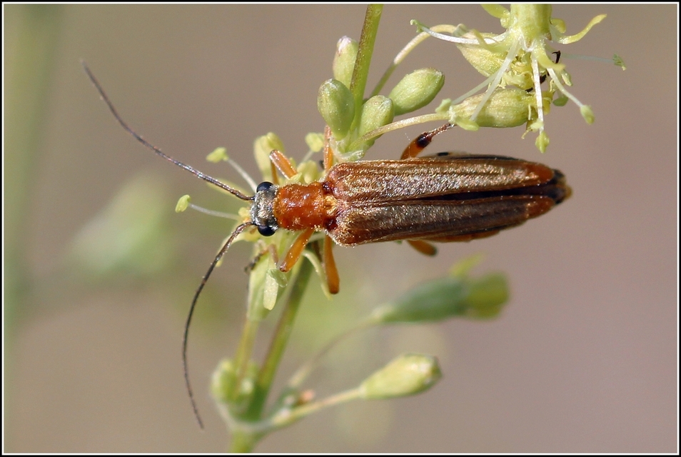 Oedemera podagrariae - székfű-álcincér