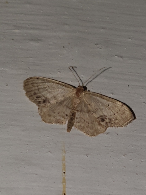 Idaea dimidiata - gyakori apróaraszoló