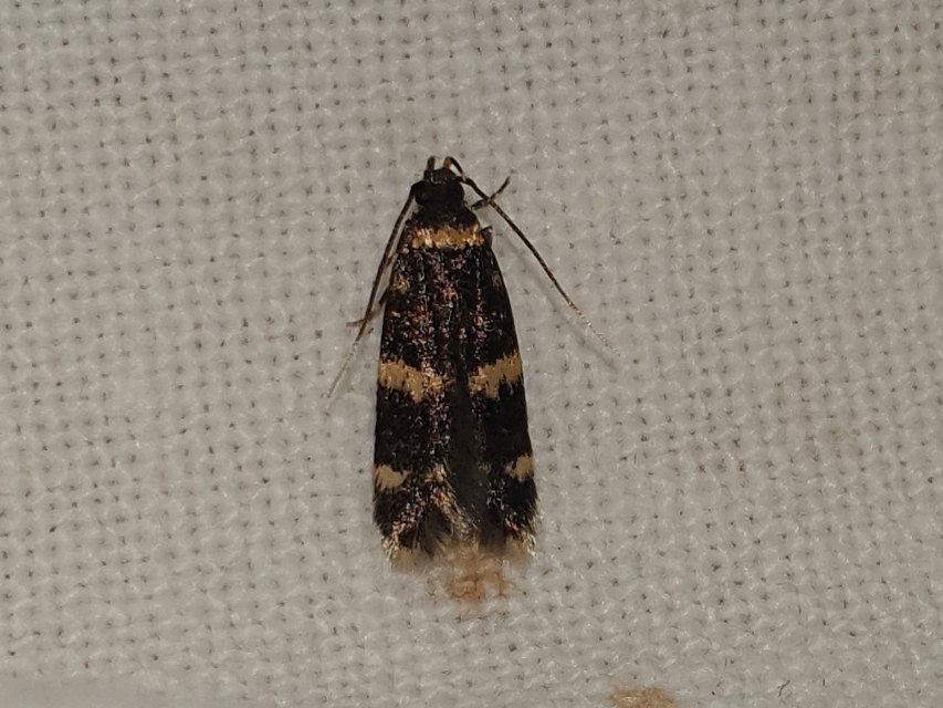 Oegoconia